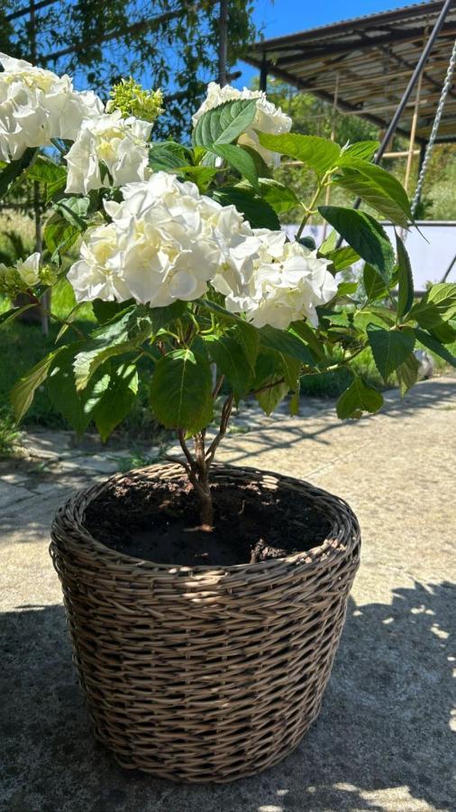 Guesthouse On Topchan 17 New Athos 외부 사진